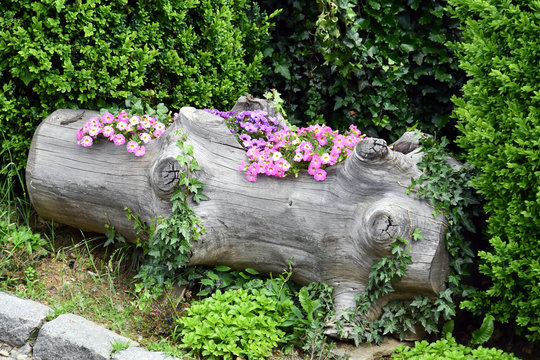Il  troco scavato , per ricavarne un  bel vaso per i fiori