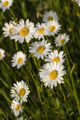 Fototapeta premium Copres growing on a meadow.