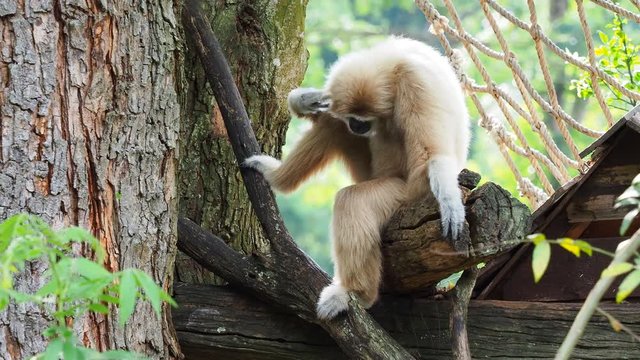 Yellow gibbon with black face and white fur at eyebrow, cheek, hands, and feet scratching its head on a log with blurred background