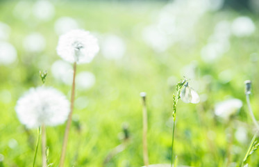 Dandelions field with butterfly