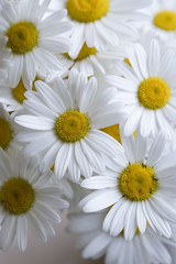 The flowers of the daisy in detail.