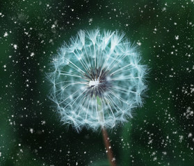 White dandelion in white speckle