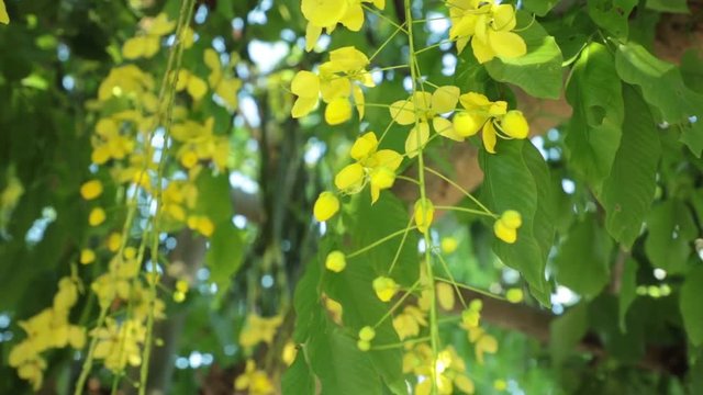 Cassia fistula or golden shower tree yellow flowers, panning panoramic high definition stock footage video clip.