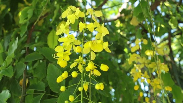 Cassia fistula or golden shower tree yellow flowers, panning panoramic high definition stock footage video clip.