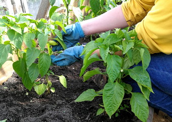Work in the greenhouse on the site. Women's hands in gloves take care of the germination of peppers.