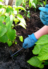 Work in the greenhouse on the site. Pepper plot. Man's hands loosening the ground.
