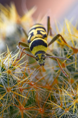 Beautiful longhorn beetle color yellow and black on green leaf.