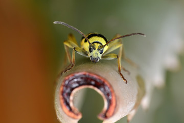 Beautiful longhorn beetle color yellow and black on green leaf.