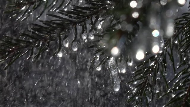 Sparkling fir branches with frozen icicles under heavy rain against dark background in slow motion. Epic vivid scene of wet forest with glittering raindrops. Great view of peaceful nature.
