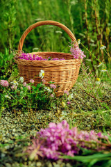 Fototapeta na wymiar Flowers willow tea flowers in a basket on the grass