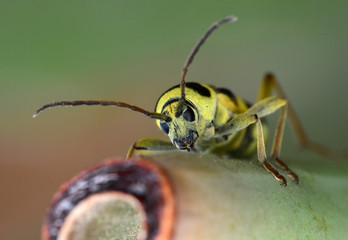 Beautiful longhorn beetle color yellow and black on green leaf.