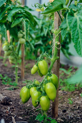 Unripe green tomatoes growing on bush in the garden. Tomatoes in the greenhouse with the red and green fruits.