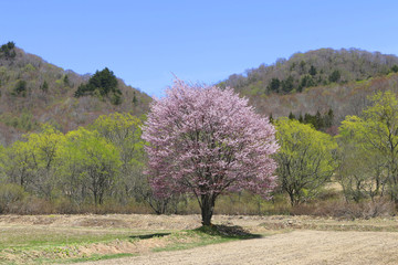 桧原の一本桜（福島県・裏磐梯）