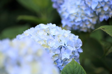 あじさい