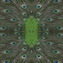 Obraz premium Seamless image made of peacock feathers.