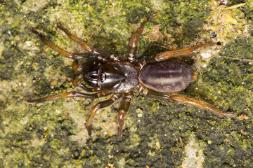 Tarantula, Nemisidae, Near Gurjee, Tripura