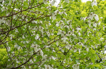 ハンカチノキの花