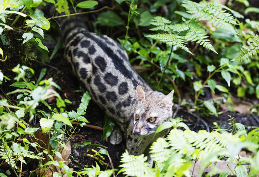Serval wild cat (Leptailurus serval), Kilimanjaro National Park, Tanzania