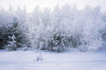 Fototapeta na wymiar forest in the snow