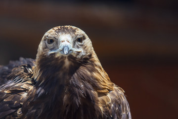 Portrait of an eagle at the zoo