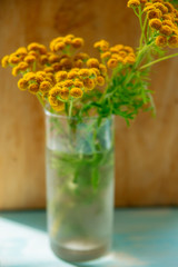 Tansy (Tanacetum vulgare, Common Tansy, Bitter Buttons, Cow Bitter, Mugwort, Golden Buttons)