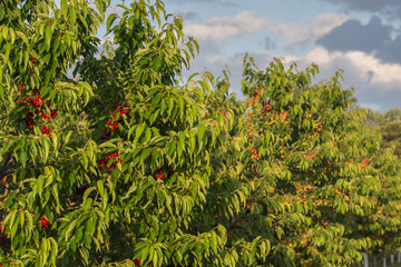 Fototapeta na wymiar Red, sweet, cherry trees with ripening cherries in orchard on sunset. Agricultural concept.