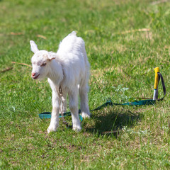 Obraz premium Portrait of a white goat in the nature
