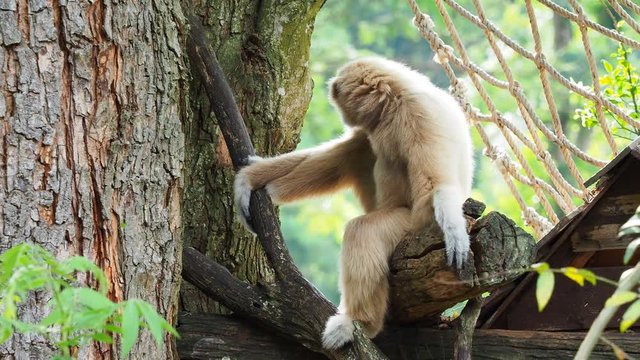 Yellow gibbon with black face and white fur at eyebrow, cheek, hands, and feet resting on a log with blurred background