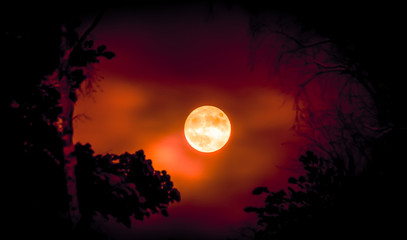 Obraz na płótnie Canvas Full moon and tree silhouette. Photo from Sotkamo, Finland.