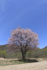 桧原の一本桜（福島県・裏磐梯）