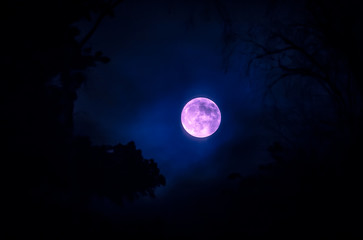 Fototapeta na wymiar Full moon and tree silhouette. Photo from Sotkamo, Finland.