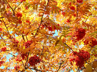 Autumn colorful rowan tree