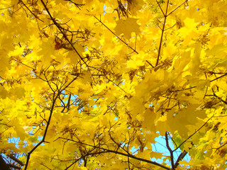 Yellow autumn maple leaves