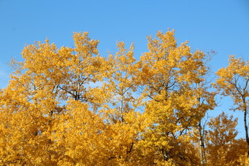 Colours In The Forest, Elk Island National Park, Alberta