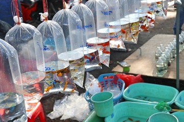 Beautiful goldfish in the market