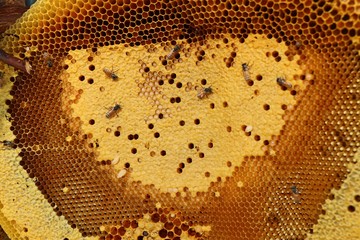 Honeycomb at street food