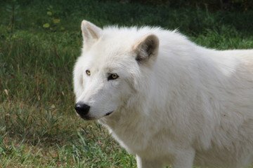Naklejka na ściany i meble Closeup Of Nova, Yamnuska Wolfdog Sanctuary, Cochrane, Alberta