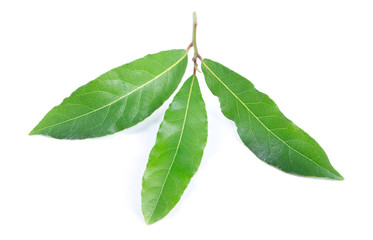 Bay leaves isolated on white background