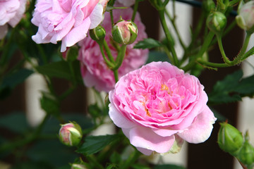 Completely bloomed rosebud of pink color on the background of other roses