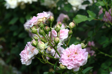 Completely bloomed rosebud of pink color on the background of other roses