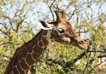 Giraffe (Giraffa) in front of trees