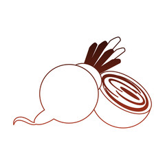 Radish fresh vegetable vector illustration graphic design
