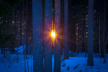 Winter sunset in forest. Photo from Kuhmo, Finland.