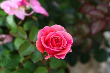 Completely bloomed rosebud of pink color on the background of other roses