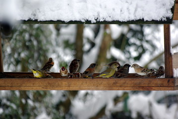 Mangeoire en Hiver