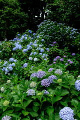 あでやかなる紫陽花