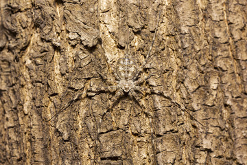 Tree trunk spider or two-tailed spider, Hersilia sp, Hersiliidae, Aarey milk colony Mumbai