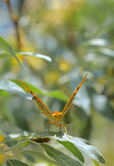 Monarch butterflies on willow
