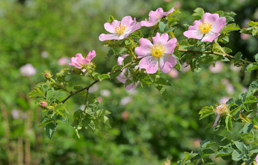 Pink wild rose (Rosa canina) in forest