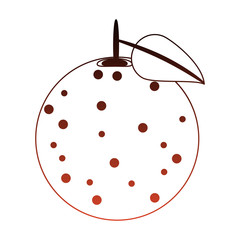 Grapefruit delicious fruit vector illustration graphic design